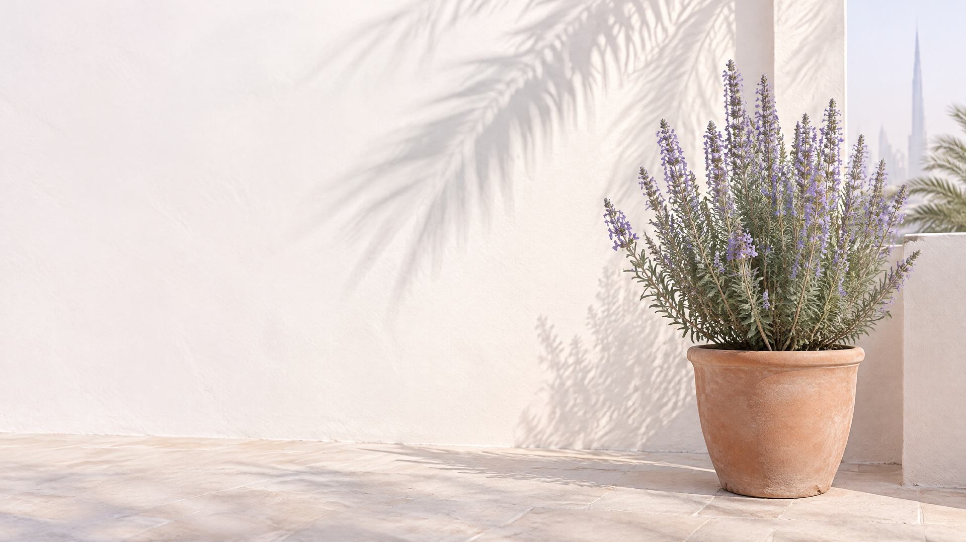 A potted hyssop on a sunlit terrace, palm shadows on a white wall